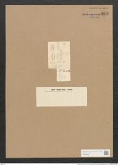Amphora levis Greg. (de-Toni-Nr.: Genus 36, Species 1520) Zeichnungen Sammlung Grunow Nr. 2940 (NHMW-BOT-W0356295)